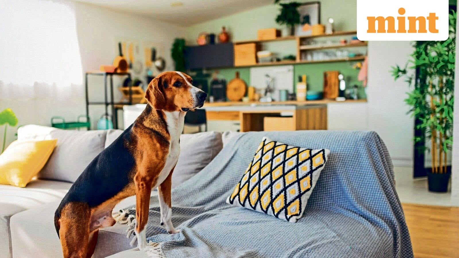 Planning for Your Pet’s Future in Estate Planning